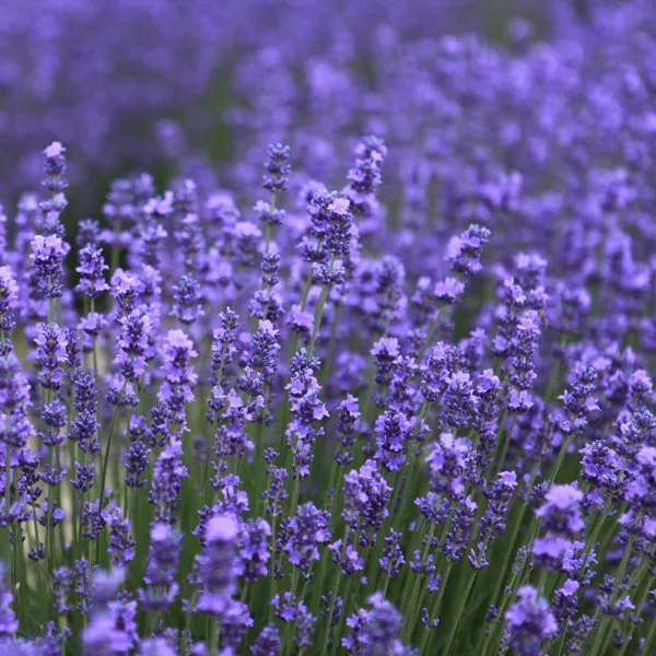 Lavender Reed Diffuser