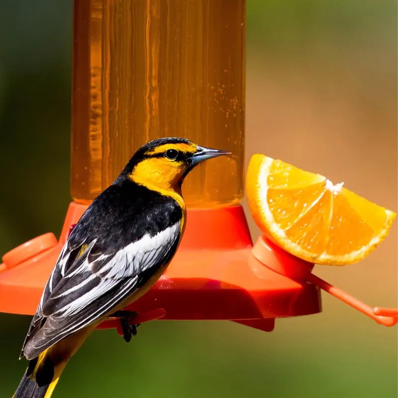Perky-Pet Oriole 30 oz Glass/Plastic Nectar Feeder 4 ports
