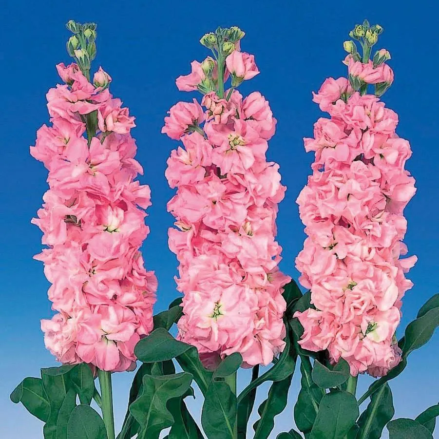 Stock Iron Pink Flower Seeds