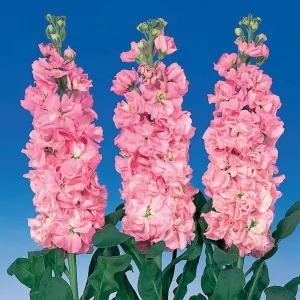 Stock Iron Pink Flower Seeds