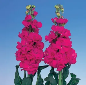Stock Iron Rose Flower Seeds