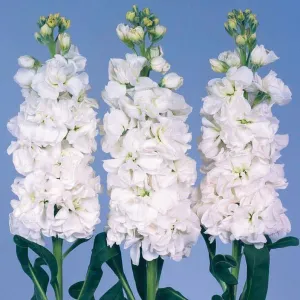 Stock Iron White Flower Seeds