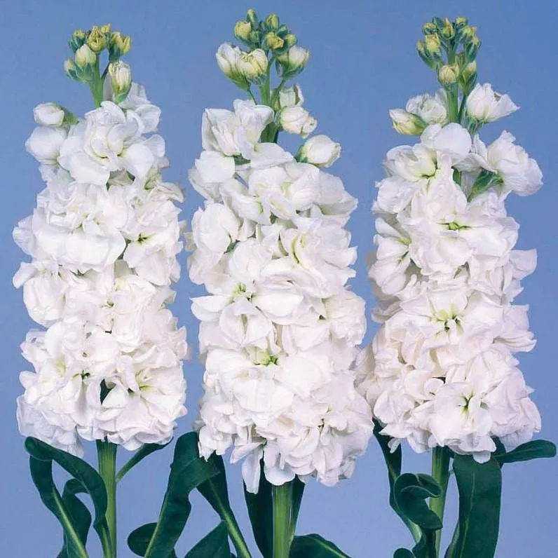 Stock Iron White Flower Seeds
